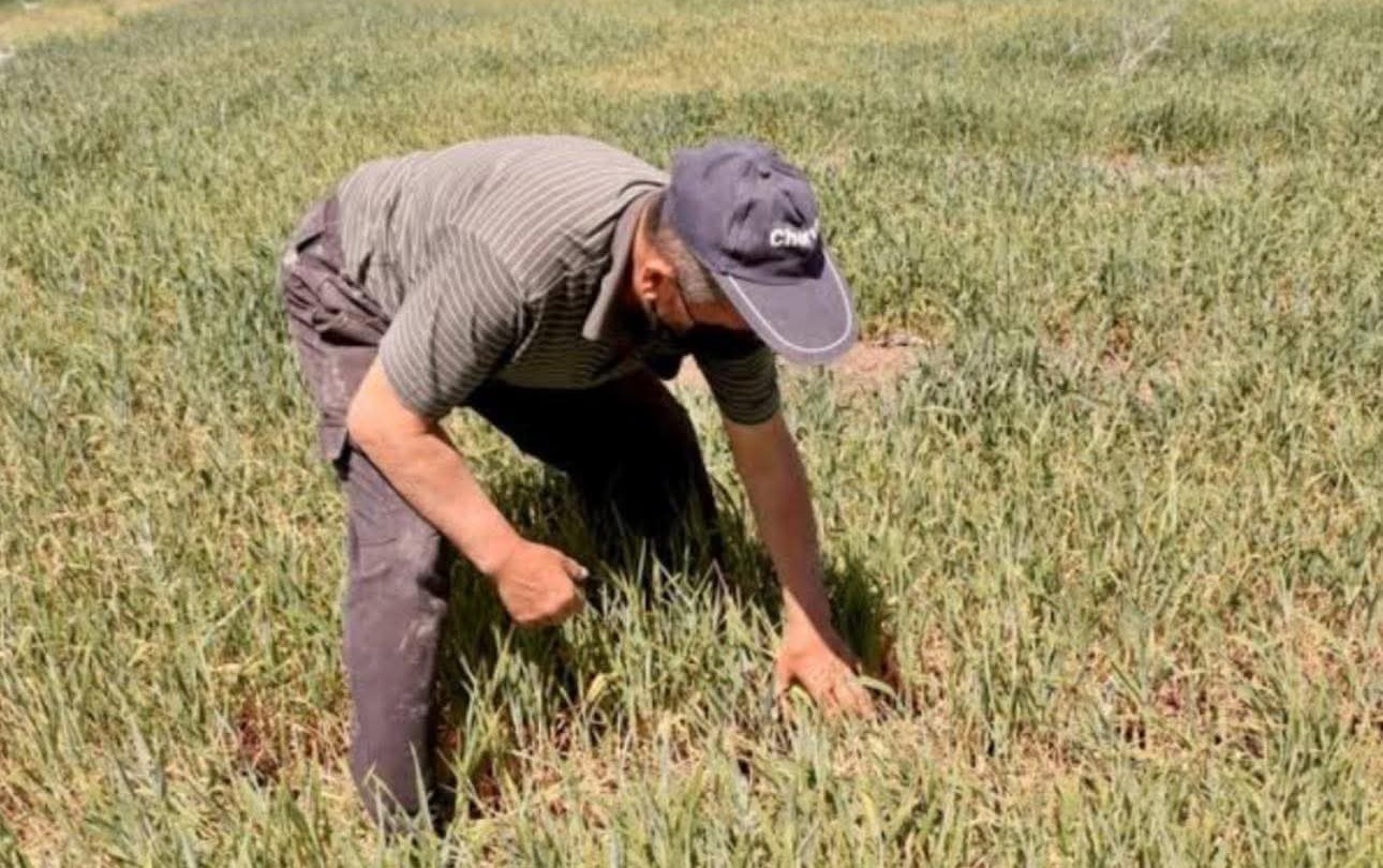 CHP’li Mustafa Yalçın: “Buğday Üreticileri Yalnız Bırakıldı, Gıda Güvenliği Tehlikede”